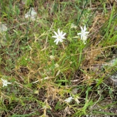 Stellaria pungens at Stromlo, ACT - 28 Nov 2021 10:42 AM