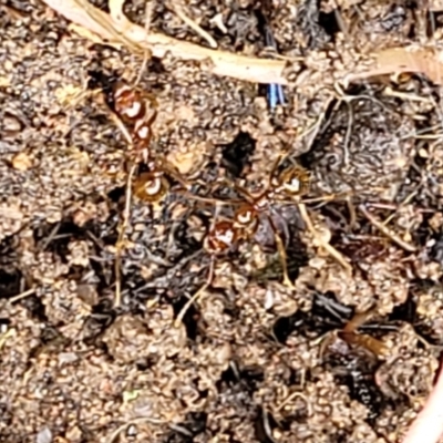 Aphaenogaster longiceps (Funnel ant) at Stromlo, ACT - 28 Nov 2021 by trevorpreston