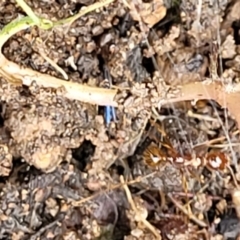 Aphaenogaster longiceps at Stromlo, ACT - 28 Nov 2021