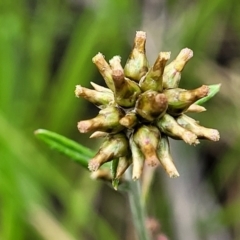 Euchiton japonicus (Creeping Cudweed) at Stromlo, ACT - 27 Nov 2021 by tpreston