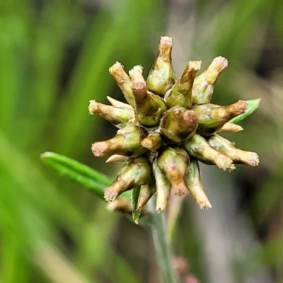 Euchiton japonicus (Creeping Cudweed) at Block 402 - 27 Nov 2021 by trevorpreston