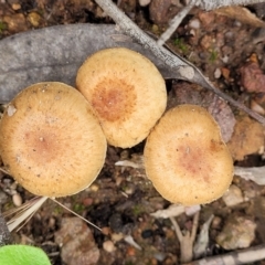 Unidentified Cap on a stem; gills below cap [mushrooms or mushroom-like] at Molonglo Valley, ACT - 27 Nov 2021 by tpreston