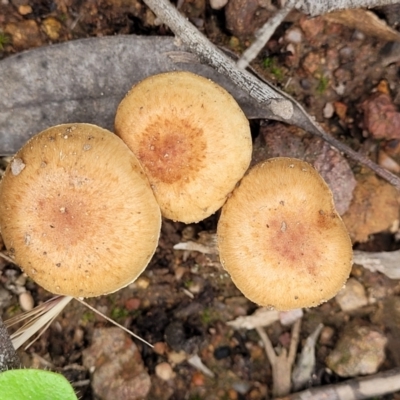 Unverified Cap on a stem; gills below cap [mushrooms or mushroom-like] at Molonglo Valley, ACT - 28 Nov 2021 by trevorpreston