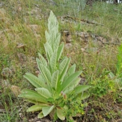 Verbascum thapsus subsp. thapsus (Great Mullein, Aaron's Rod) at Jerrabomberra, ACT - 28 Nov 2021 by Mike