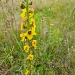 Verbascum virgatum (Green Mullein) at Isaacs Ridge and Nearby - 28 Nov 2021 by Mike