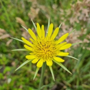 Tragopogon dubius at Jerrabomberra, ACT - 28 Nov 2021