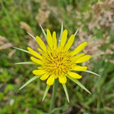 Tragopogon dubius (Goatsbeard) at Isaacs Ridge and Nearby - 28 Nov 2021 by Mike