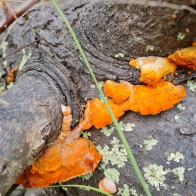 Trametes coccinea (Scarlet Bracket) at Isaacs Ridge and Nearby - 28 Nov 2021 by Mike