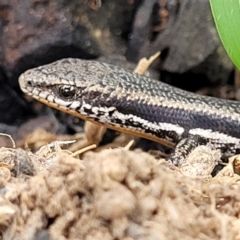 Morethia boulengeri (Boulenger's Skink) at Molonglo Valley, ACT - 28 Nov 2021 by trevorpreston