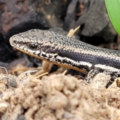 Morethia boulengeri (Boulenger's Skink) at Molonglo Valley, ACT - 27 Nov 2021 by tpreston