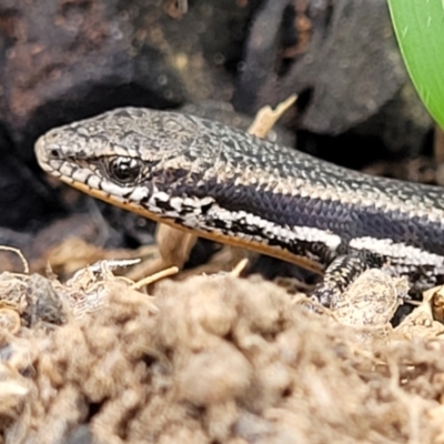 Morethia boulengeri (Boulenger's Skink) at Denman Prospect 2 Estate Deferred Area (Block 12) - 27 Nov 2021 by tpreston