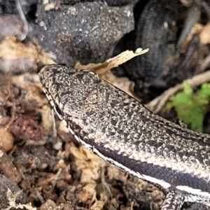 Morethia boulengeri at Molonglo Valley, ACT - 28 Nov 2021