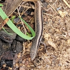 Morethia boulengeri at Molonglo Valley, ACT - 28 Nov 2021