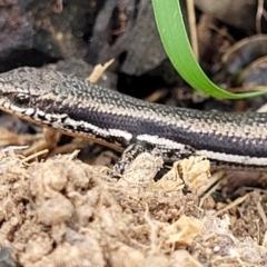 Morethia boulengeri at Molonglo Valley, ACT - 28 Nov 2021