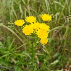 Crepis capillaris (Smooth Hawksbeard) at Isaacs Ridge and Nearby - 28 Nov 2021 by Mike