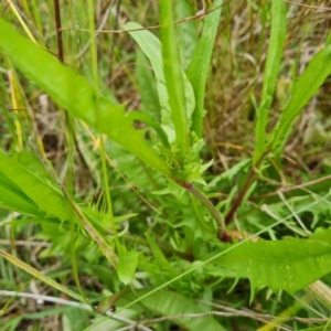 Crepis capillaris at Jerrabomberra, ACT - 28 Nov 2021