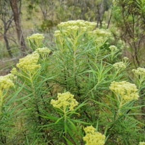 Cassinia longifolia at Jerrabomberra, ACT - 28 Nov 2021