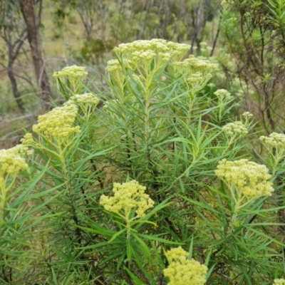 Cassinia longifolia (Shiny Cassinia, Cauliflower Bush) at Isaacs Ridge and Nearby - 28 Nov 2021 by Mike