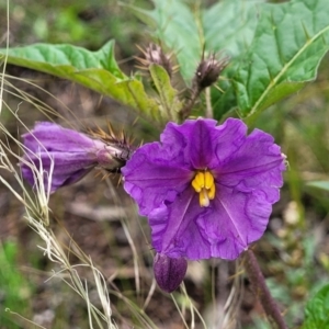 Solanum cinereum at Molonglo Valley, ACT - 28 Nov 2021