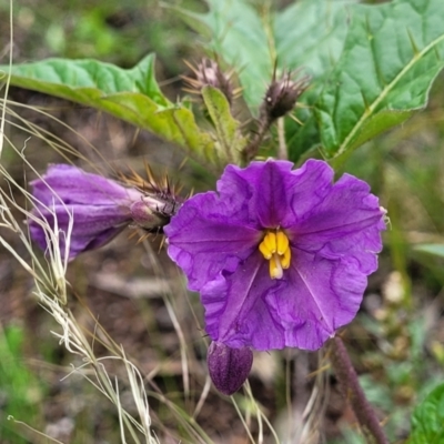 Solanum cinereum (Narrawa Burr) at Molonglo Valley, ACT - 27 Nov 2021 by tpreston