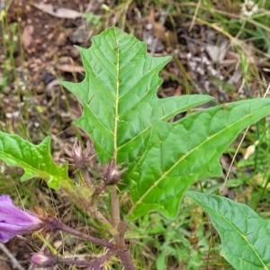 Solanum cinereum at Molonglo Valley, ACT - 28 Nov 2021