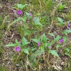 Solanum cinereum at Molonglo Valley, ACT - 28 Nov 2021