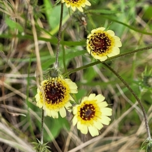 Tolpis barbata at Molonglo Valley, ACT - 28 Nov 2021