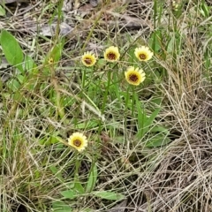 Tolpis barbata at Molonglo Valley, ACT - 28 Nov 2021