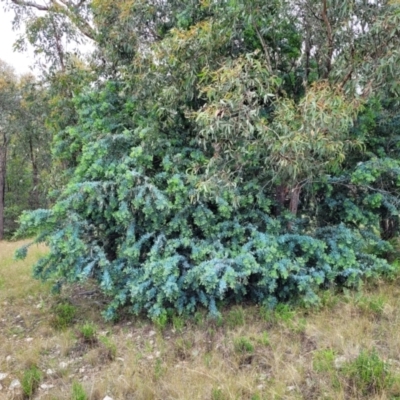 Acacia baileyana (Cootamundra Wattle, Golden Mimosa) at Block 402 - 27 Nov 2021 by trevorpreston