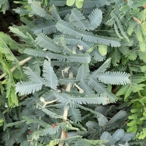 Acacia baileyana at Molonglo Valley, ACT - 28 Nov 2021