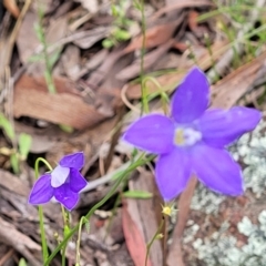 Wahlenbergia capillaris (Tufted Bluebell) at Stromlo, ACT - 27 Nov 2021 by tpreston