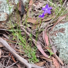 Wahlenbergia capillaris at Stromlo, ACT - 28 Nov 2021