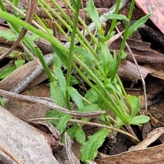 Wahlenbergia capillaris at Stromlo, ACT - 28 Nov 2021