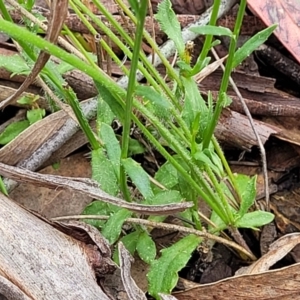 Wahlenbergia capillaris at Stromlo, ACT - 28 Nov 2021 10:11 AM