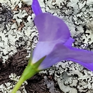 Wahlenbergia capillaris at Stromlo, ACT - 28 Nov 2021