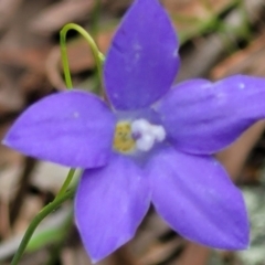 Wahlenbergia capillaris at Stromlo, ACT - 28 Nov 2021