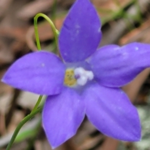 Wahlenbergia capillaris at Stromlo, ACT - 28 Nov 2021 10:11 AM