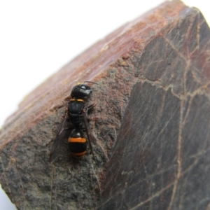 Paralastor sp. (genus) at McKellar, ACT - 27 Nov 2021