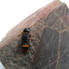 Paralastor sp. (genus) (Potter Wasp) at McKellar, ACT - 27 Nov 2021 by Birdy