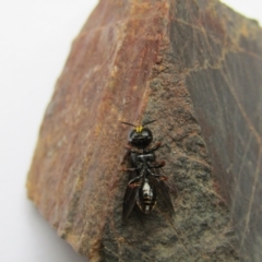 Paralastor sp. (genus) at McKellar, ACT - 27 Nov 2021