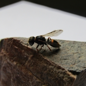 Paralastor sp. (genus) at McKellar, ACT - 27 Nov 2021