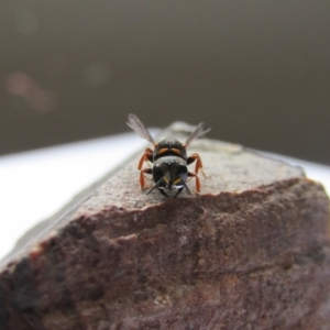 Paralastor sp. (genus) at McKellar, ACT - 27 Nov 2021