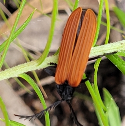 Porrostoma rhipidium (Long-nosed Lycid (Net-winged) beetle) at Piney Ridge - 27 Nov 2021 by tpreston