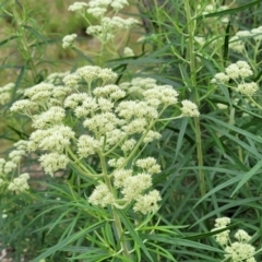 Cassinia longifolia (Shiny Cassinia, Cauliflower Bush) at Block 402 - 27 Nov 2021 by trevorpreston