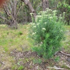 Cassinia longifolia at Molonglo Valley, ACT - 28 Nov 2021