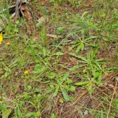 Hypochaeris radicata (Cat's Ear, Flatweed) at Isaacs Ridge and Nearby - 28 Nov 2021 by Mike