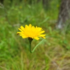 Hypochaeris radicata at Isaacs, ACT - 28 Nov 2021 12:07 PM