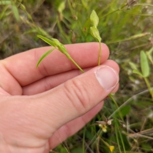 Zornia dyctiocarpa var. dyctiocarpa at Watson, ACT - 28 Nov 2021