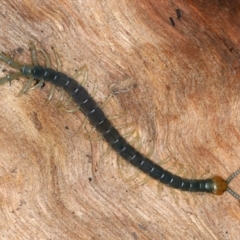 Cormocephalus sp.(genus) at Pialligo, ACT - 27 Nov 2021