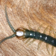 Cormocephalus sp.(genus) at Pialligo, ACT - 27 Nov 2021